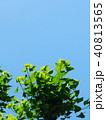 若葉と青空　街路樹 40813565