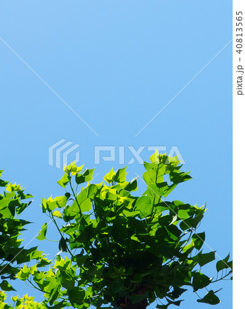 若葉と青空　街路樹 40813565