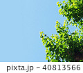 若葉と青空　街路樹 40813566