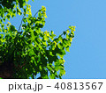 若葉と青空　街路樹 40813567