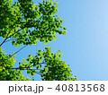 若葉と青空　街路樹 40813568