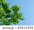 若葉と青空　街路樹 40813569