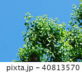 若葉と青空　街路樹 40813570