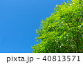 若葉と青空　街路樹 40813571