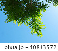 若葉と青空　街路樹 40813572