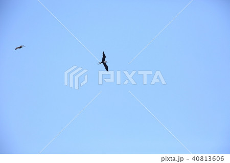 コグンカンドリ 40813606