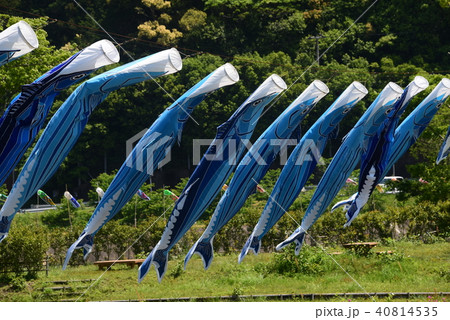 高知県土佐佐賀の鰹ノボリ 高知県土佐佐賀の鰹ノボリ 40814535