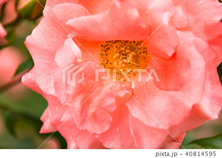 薔薇(ソニア) 薔薇(ソニア) 40814595