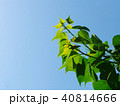若葉　新芽　空　 40814666