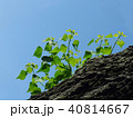 若葉　新芽　空　樹皮 40814667