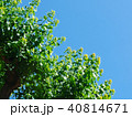 若葉　新芽　空　街路樹 40814671