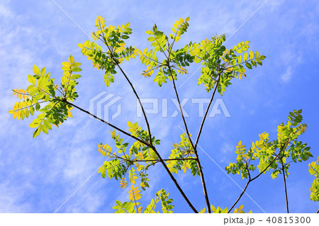 青空に映えるカラスザンショウの若葉　神奈川県久野林道 40815300