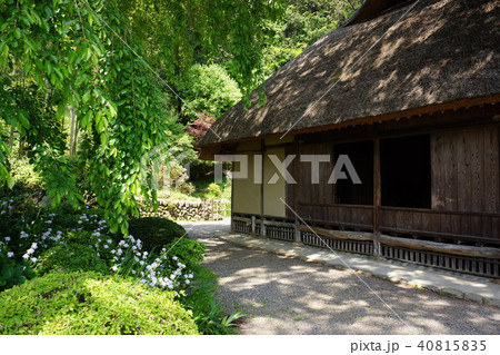 4月の高麗神社 40815835