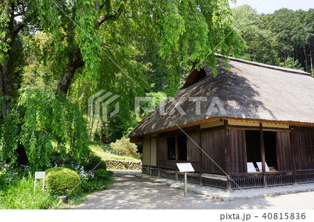 4月の高麗神社 40815836