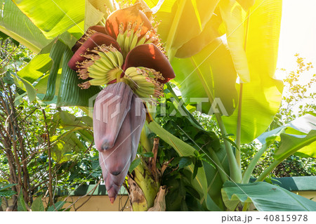 Beautiful banana flower. Banana is delicious 40815978