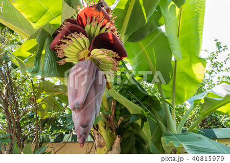 Beautiful banana flower. Banana is delicious Beautiful banana flower. Banana is delicious 40815979