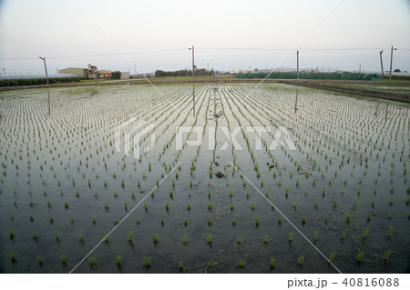 たんぼ 田んぼ 田圃 40816088