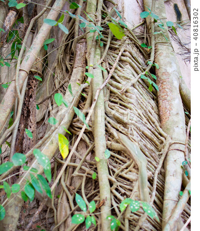 Texture of Sacred Fig tree or Pipal tree's root 40816302
