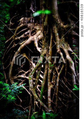 ウタラ炭鉱跡 40816539