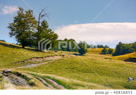 tree along the path through grassy meadow tree along the path through grassy meadow 40816855