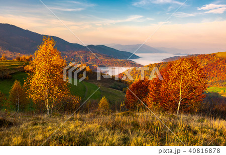 yellow trees on the edge of a hill in autumn 40816878