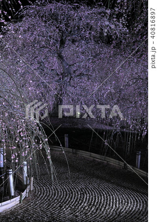 シダレ梅の夜道 40816897