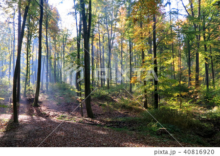 Autumn fall forest trees, in beautiful colors, Switzerland Autumn fall forest trees, in beautiful colors, Switzerland 40816920