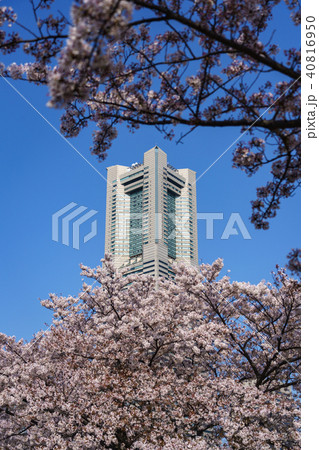 【神奈川県】横浜・みなとみらいの風景と桜　日中 40816950