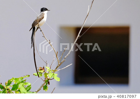 Beautiful Fork-tailed Flycatcher, tyrannus savana, perched on a branch, Uruguay 40817097