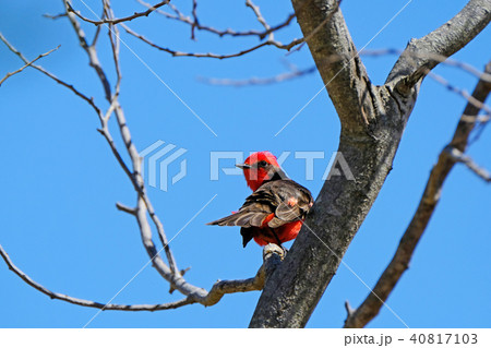 Beautiful red and black Vermillion Flycatcher, pyrocephalus obscurus, perched on a tree, Uruguay Beautiful red and black Vermillion Flycatcher, pyrocephalus obscurus, perched on a tree, Uruguay 40817103