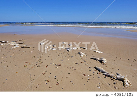 Dead fish on the beach, Uruguay, South America Dead fish on the beach, Uruguay, South America 40817105