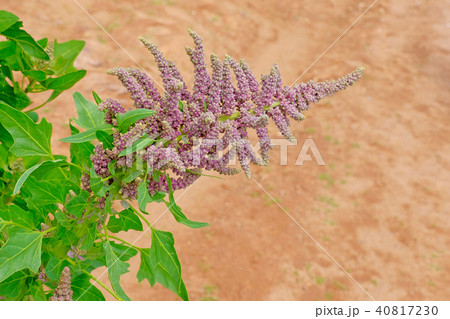 Red green quinoa field plant andean highlands, Bolivia Red green quinoa field plant andean highlands, Bolivia 40817230