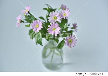 ミヤコワスレ 40817416