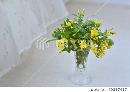 花瓶の花　キソケイ 40817417