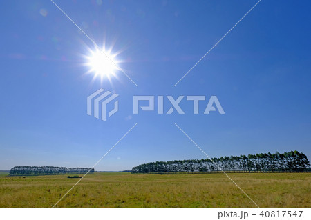 Plantation of Eucalyptus trees for paper or timber industry, Uruguay, South America 40817547