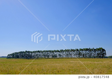 Plantation of Eucalyptus trees for paper or timber industry, Uruguay, South America Plantation of Eucalyptus trees for paper or timber industry, Uruguay, South America 40817548