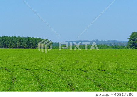 Beautiful green Mate tea plantation field in province Misiones, Argentina 40817580