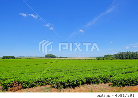 Beautiful green Mate tea plantation field in province Misiones, Argentina 40817591