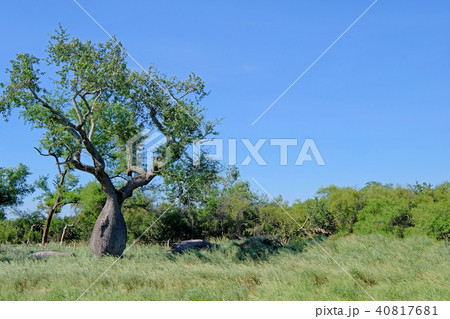 Beautiful huge ceiba trees, chorisia insignis, and landscape of Gran Chaco, Paraguay Beautiful huge ceiba trees, chorisia insignis, and landscape of Gran Chaco, Paraguay 40817681
