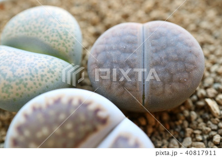 リトープス　多肉植物　石に擬態 40817911