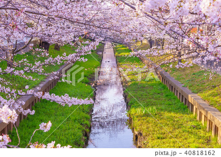 川沿いに咲く満開の桜 40818162