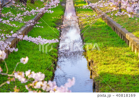 川沿いに咲く満開の桜 川沿いに咲く満開の桜 40818169