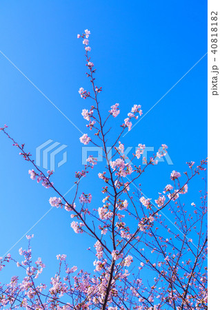 満開の桜 クローズアップ 40818182
