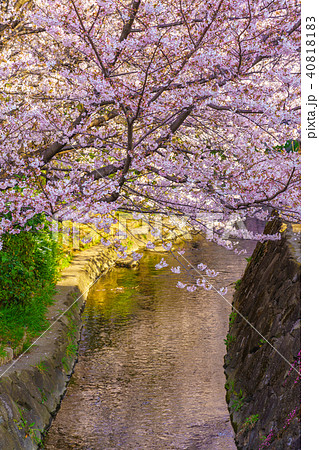 川沿いに咲く満開の桜 40818183