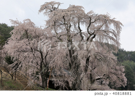 勝間堂しだれ桜 40818881