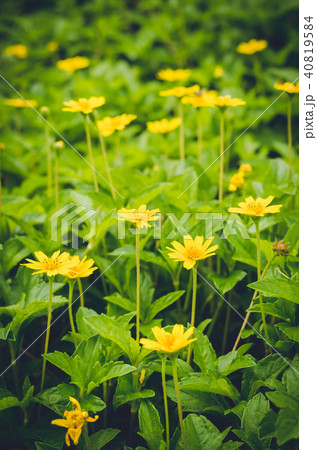 Fresh yellow flower on moody background 40819584