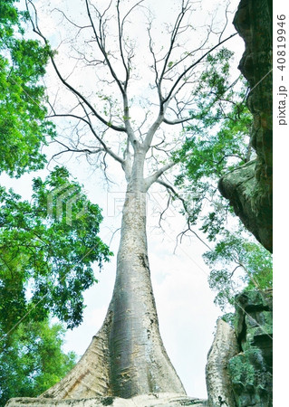 カンボジア国アンコール遺跡群の一つ、「タ・プローム」の風景 40819946