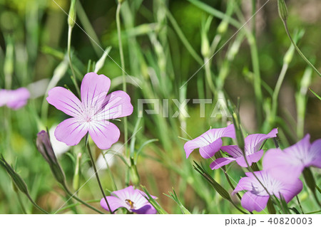 アグロステンマの薄紫の花 40820003
