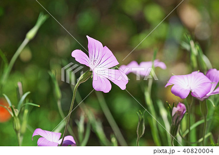 アグロステンマの薄紫の花 アグロステンマの薄紫の花 40820004
