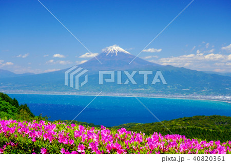 【静岡県】伊豆達磨山高原　富士山　ツツジ 40820361
